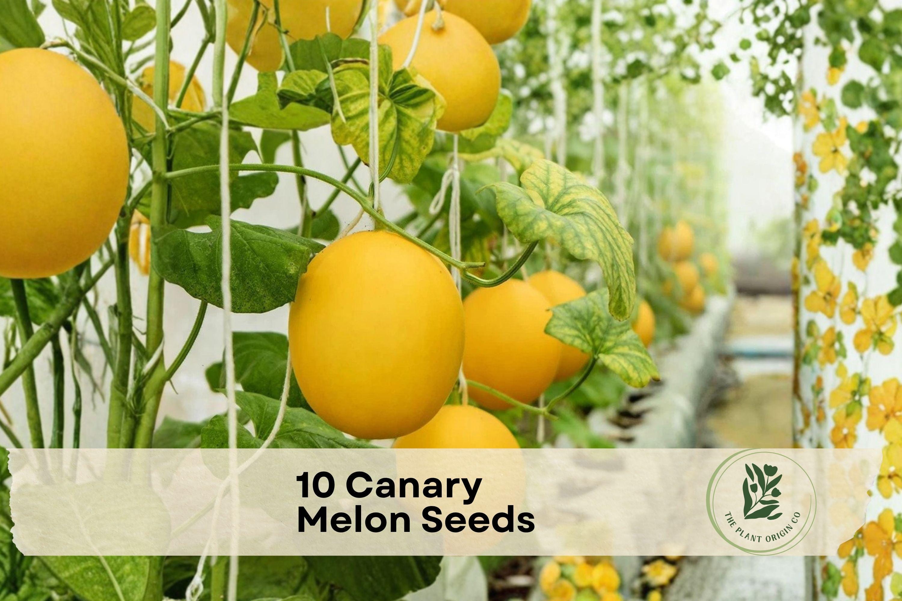 10 Canary Melon Seeds - Fruiting Vine with Golden Yellow Fruit, Cucumis melo, Ideal for Small Gardens & Vertical Growing