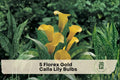 5 Florex Gold Calla Lily Bulbs – Zantedeschia Hybrid, Golden Yellow Flowers, Garden, Container, Border, Cut Flower