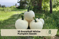 10 Snowball White Pumpkin Seeds – Bright White Cucurbita pepo for Fall Gardens, Vegetable & Decorative Harvest Displays