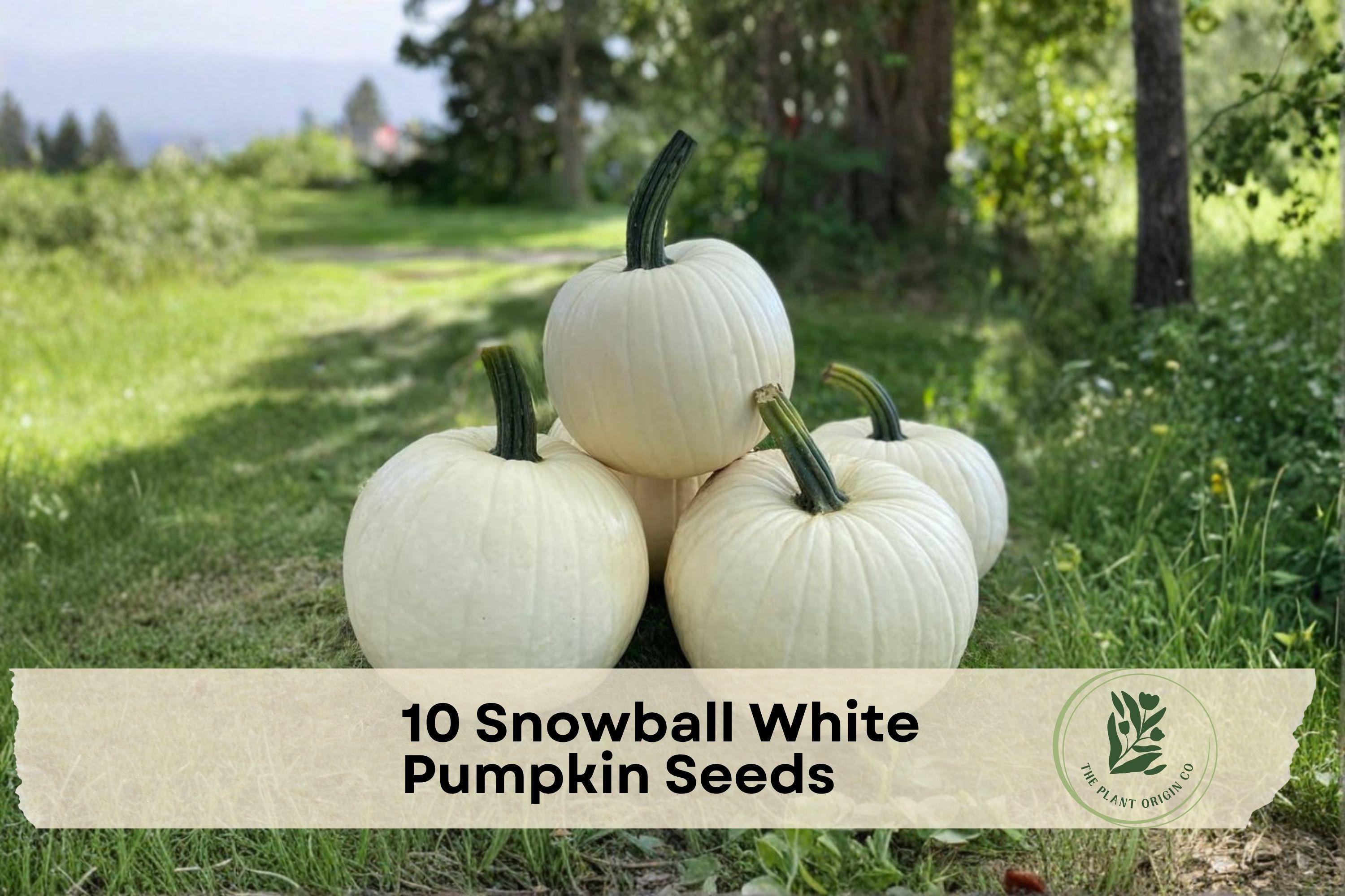 10 Snowball White Pumpkin Seeds – Bright White Cucurbita pepo for Fall Gardens, Vegetable & Decorative Harvest Displays