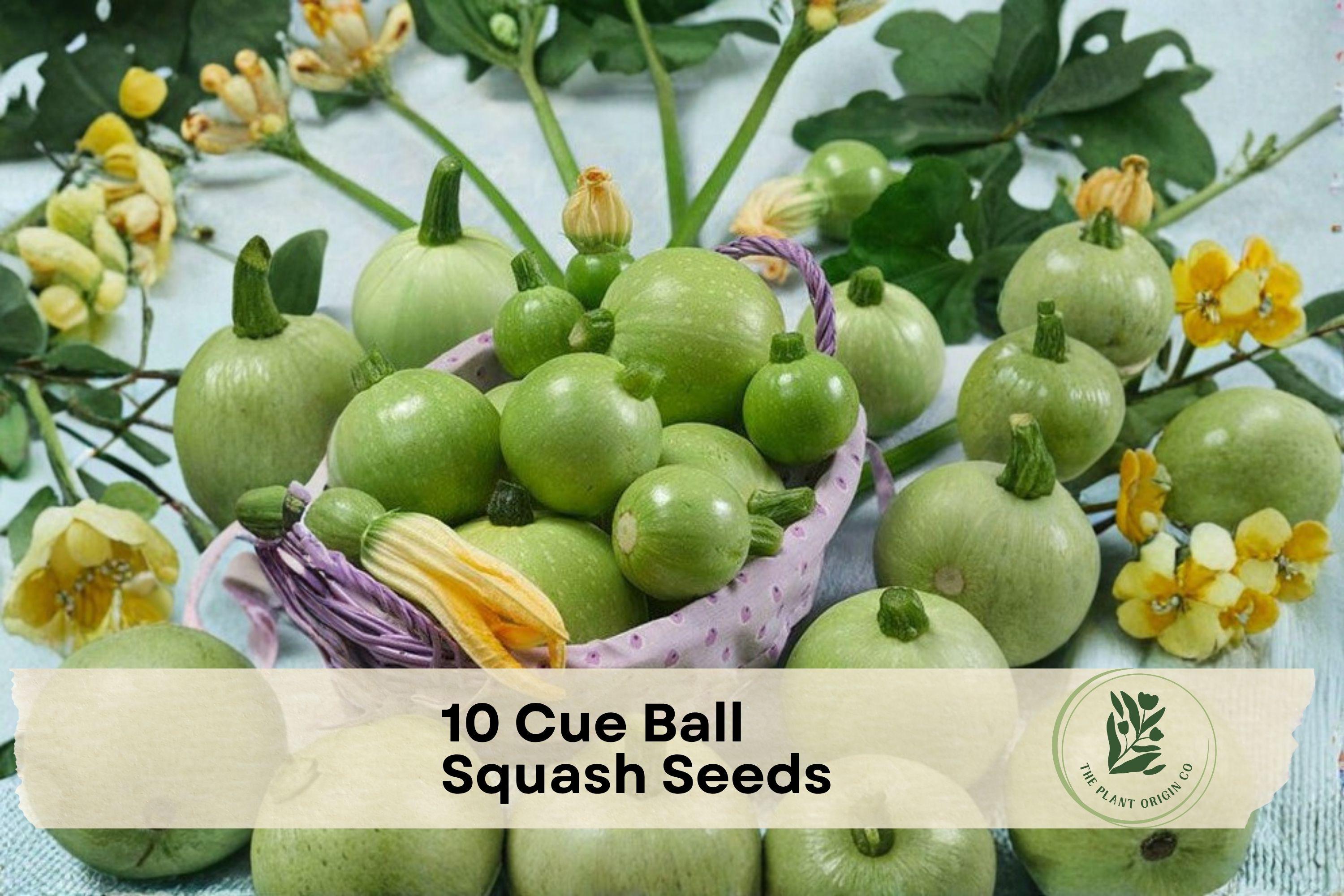 10 Cue Ball Squash Seeds – Round Summer Squash Cucurbita pepo, Light Green, 2–3 Inch Fruits, High Yield, Container & Garden Growing