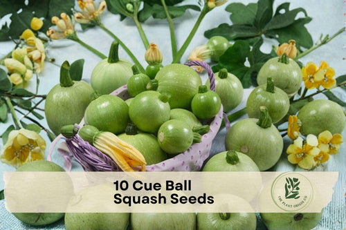 10 Cue Ball Squash Seeds – Round Summer Squash Cucurbita pepo, Light Green, 2–3 Inch Fruits, High Yield, Container & Garden Growing