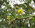 Acacia arabica Seeds – Vachellia nilotica, Babul Tree, Gum Arabic, Egyptian Thorn, Drought Tolerant, Ornamental, 5 Seeds