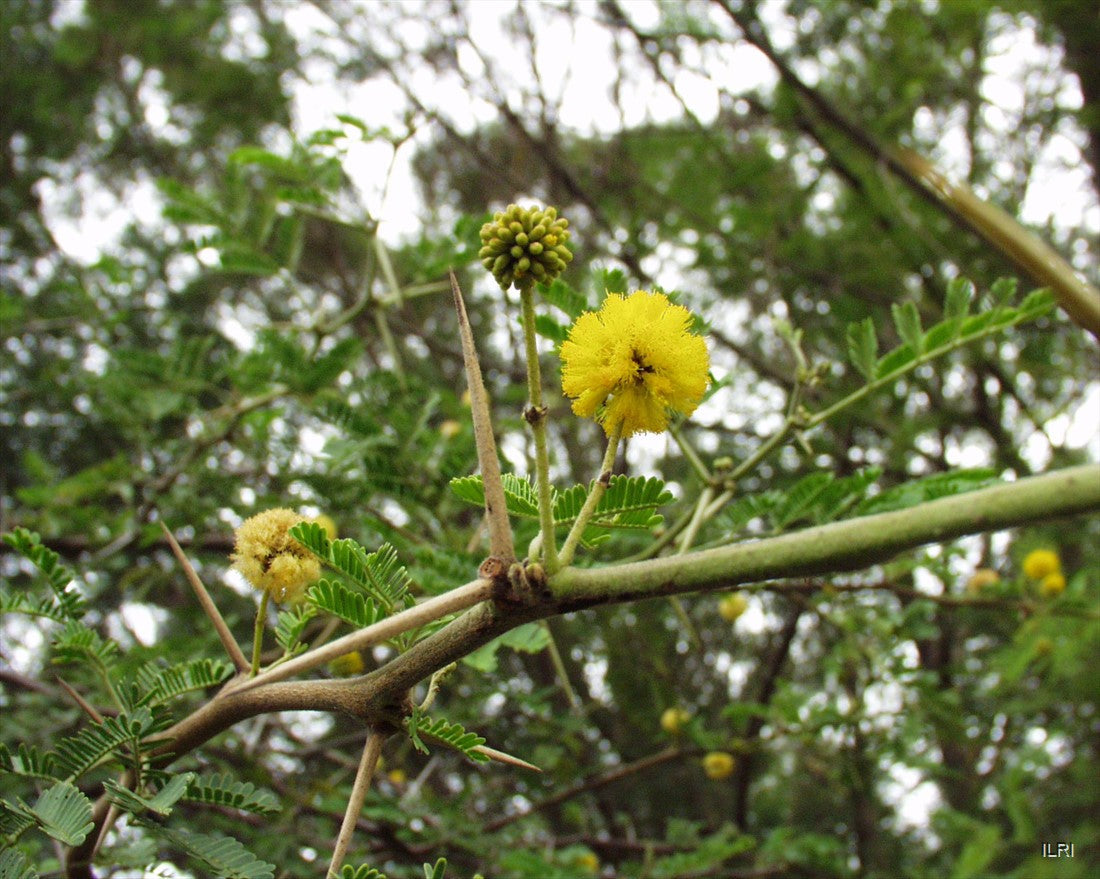 Acacia arabica Seeds – Vachellia nilotica, Babul Tree, Gum Arabic, Egyptian Thorn, Drought Tolerant, Ornamental, 5 Seeds