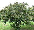American Hazelnut Tree Seedling 1 Year Old Native Nut Shrub Corylus americana for Wildlife & Edible Nuts