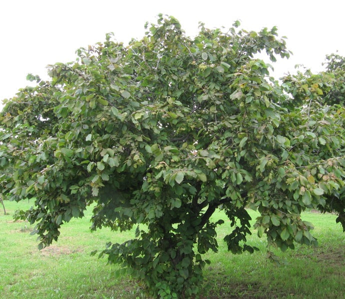 American Hazelnut Tree Seedling 1 Year Old Native Nut Shrub Corylus americana for Wildlife & Edible Nuts