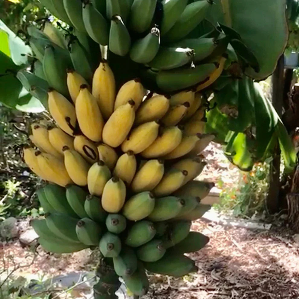 Goldfinger Dwarf Banana Plant – Live FHIA-01 Banana Tree with Edible Fruit, Cold & Disease Resistant, Patio or Garden Plant
