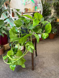 Golden Pothos Rooted Cutting – Live Indoor Houseplant with Bright Golden Variegation | Epipremnum Aureum for Easy Care Decor