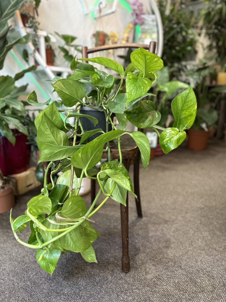 Golden Pothos Rooted Cutting – Live Indoor Houseplant with Bright Golden Variegation | Epipremnum Aureum for Easy Care Decor