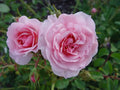 Super Rare Bonica Rose Cuttings – Rosa ‘Bonica 82’ Pink Floribunda Unrooted Propagation Set of 3