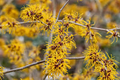 Basma Witch Hazel Live Plant – 12 Inch Grafted Hamamelis x intermedia Shrub with Deep Red Winter Blooms