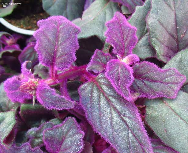 Purple Passion Velvet Houseplants – Gynura aurantiaca – Starter Size, Vibrant Purple Foliage, Tropical Indoor Plant, Live Rooted Plants