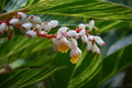 Shell Ginger Rhizome – Live Plant, Tropical Ornamental, Alpinia zerumbet, Porcelain Lily Ginger, Exotic Garden Plant