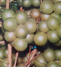 Frye Scuppernong Grape Vine 1 Gallon Live Plant, Muscadine Fruit Vine for Garden Trellis, Vitis rotundifolia