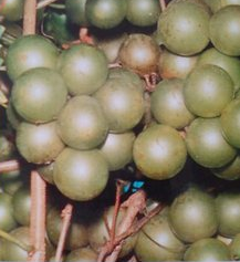 Frye Scuppernong Grape Vine 1 Gallon Live Plant, Muscadine Fruit Vine for Garden Trellis, Vitis rotundifolia