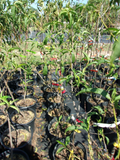 Nectarine Tree 4-6 ft, Jolly Red Giant, Red Fruit, Prunus persica var. nucipersica, Live Fruit Tree for Outdoor Garden