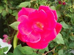Red Knock Out® Rose Bush 2 Gal Live Plant – Vibrant Red Flowers, Compact Garden Rose for Landscape, Zones 5-9