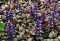 Ajuga Burgundy Glow Live Starter Plant – Variegated Ground Cover in 2.5 x 3.5 Inch Pot – Ajuga reptans 'Burgundy Glow'