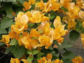Gold Bougainvillea Live Starter Plant – Well-Rooted Tropical Climbing Vine with Golden-Yellow Bracts – Bougainvillea hybrid