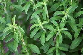 Organic Stevia Live Plant 2.5 Inch Pot – Stevia rebaudiana Candy Leaf Herb for Container Gardening