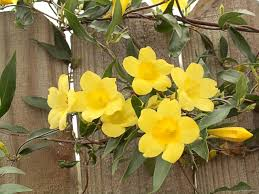 6 Live Rooted Carolina Jasmine Vines – Gelsemium sempervirens, Yellow Trumpet Flower, Evergreen Climbing Vine, Garden Trellis Fences