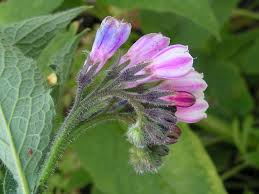 Comfrey Root Cuttings 4 Pack – Bocking 4 Symphytum × uplandicum Perennial Herb for Gardens & Permaculture
