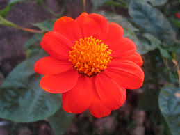 Mexican Sunflower Rooted Cuttings – Tithonia diversifolia – Live Organic Starter Plants for Pollinator Gardens and Tropical Landscapes