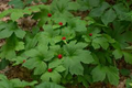 Goldenseal Bare Roots 10 Pack M–XL Size Hydrastis canadensis Native North American Woodland Perennial