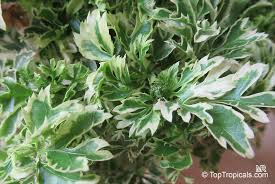 Variegated False Aralia Live Plant 4-Inch Pot – Plerandra elegantissima Tropical Houseplant with Variegated Foliage