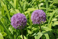 Ornamental Onion Live Plant – 2.5 Inch Pot – Allium 'Millenium' – Compact Perennial for Borders, Pollinator Gardens & Containers