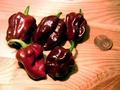 3 Live Chocolate Dragon’s Breath Pepper Plants – Capsicum chinense, Ornamental & Edible, 75+ Days Old, Suitable for Gardens & Containers