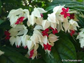 White Bleeding Heart Live Plant in Pot – Dicentra spectabilis 'Alba' – Shade-Loving Perennial with Heart-Shaped White Flowers