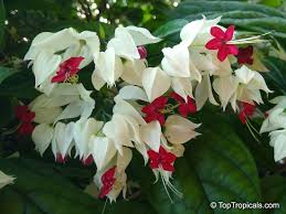 White Bleeding Heart Live Plant in Pot – Dicentra spectabilis 'Alba' – Shade-Loving Perennial with Heart-Shaped White Flowers