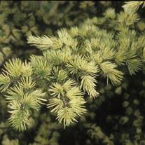 Deodar Cedar ‘Creampuff’ Live Plant – Dwarf Evergreen Conifer in 1 Gallon Pot – Cedrus deodara for Small Gardens & Containers