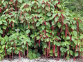 Giant Chenille Live Starter Plant – Acalypha hispida Red Cat Tail Tropical Ornamental Shrub for Gardens & Containers
