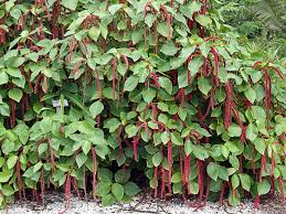 Giant Chenille Live Starter Plant – Acalypha hispida Red Cat Tail Tropical Ornamental Shrub for Gardens & Containers