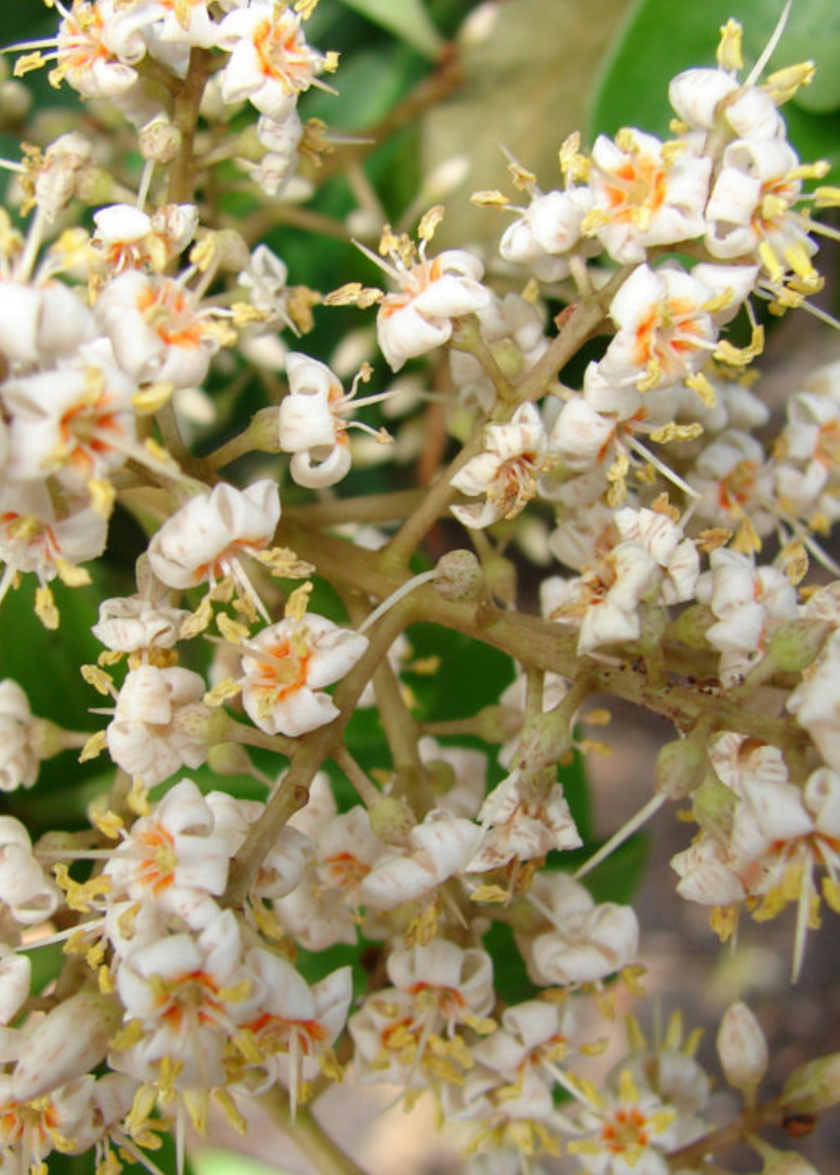 Marlberry (Ardisia squamulosa)
