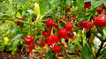 3 Biquinho Sweety Drop Red Chili Live Plants – Capsicum chinense Ornamental Edible Pepper for Containers & Gardens