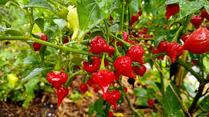 3 Biquinho Sweety Drop Red Chili Live Plants – Capsicum chinense Ornamental Edible Pepper for Containers & Gardens