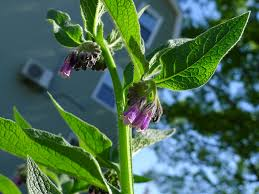 Russian Comfrey Root Crowns 2.5 lbs Bocking 4 Live Plant Crowns for Permaculture, Pollinator Gardens, Sustainable Landscaping
