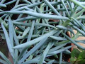 Blue Chalk Sticks Succulent Cutting 4 Inch - Curio serpens, Powdery Blue Foliage, Drought Tolerant, Unrooted Propagation Plant