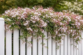 Pink Jasmine Live Starter Plant in 2-Inch Pot, Fragrant Climbing Vine Jasminum polyanthum
