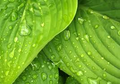 Hosta 'Coast to Coast' Live Plants – 3 Rooted Starters in 1 Qt Pots, Golden Leaf, Shade Perennial Garden Plant