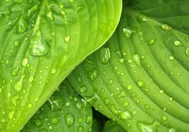 Hosta 'Coast to Coast' Live Plants – 3 Rooted Starters in 1 Qt Pots, Golden Leaf, Shade Perennial Garden Plant