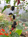 Black Mulberry Tree Cuttings – Morus nigra 'Shangri-La' for Rooting & Grafting, 10 Fresh Propagation Cuttings