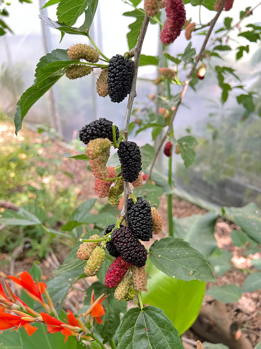 Black Mulberry Tree Cuttings – Morus nigra 'Shangri-La' for Rooting & Grafting, 10 Fresh Propagation Cuttings