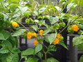 3 Biquinho Sweety Drop Yellow Chili Live Plants – Capsicum chinense Ornamental Edible Pepper Plants for Gardens & Containers