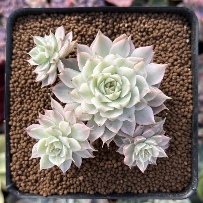 Echeveria ‘Margaret’ Succulent Plant 2–3 Inches Live Bare Root Easy Care Indoor Outdoor Decor
