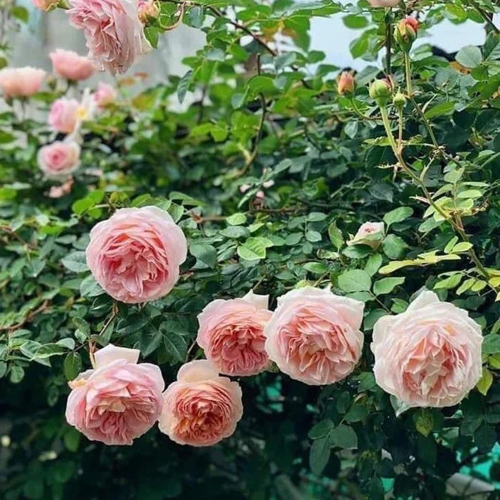 Abraham Darby Rose Bush Live Bare Root David Austin English Rose Apricot Pink Fragrant Repeat Bloomer