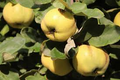 Quince Fruit Tree Seeds – Rare Cydonia oblonga for Backyard Orchard & Edible Garden